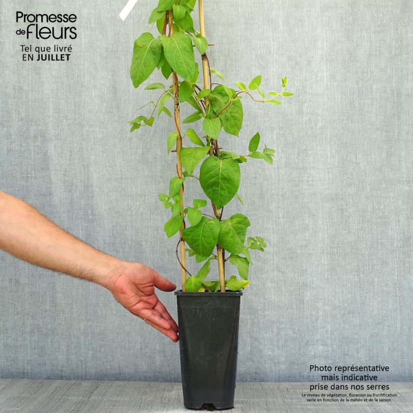 Exemplaar van Lonicera similis var. delavayi - Kamperfoelie Pot van 2 l/3 l zoals geleverd in de zomer