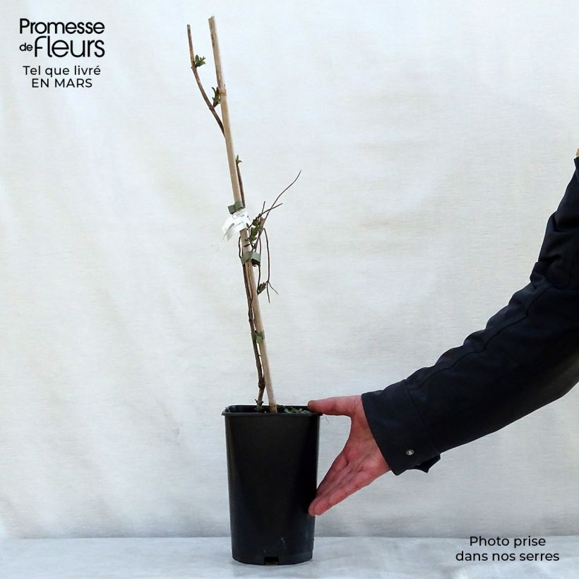 Exemplaar van Lonicera heckrotii American Beauty - Kamperfoelie Pot van 1,5 l/2 l zoals geleverd in de lente