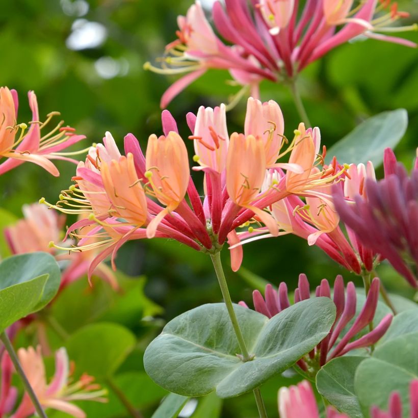 Lonicera heckrottii - Kamperfoelie (Bloei)