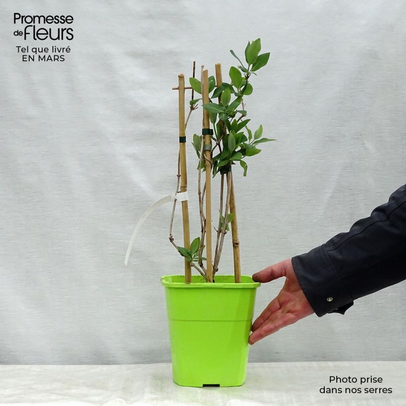Exemplaar van Lonicera periclymenum Scentsation - Wilde kamperfoelie Pot van 3 l/4 l zoals geleverd in de lente