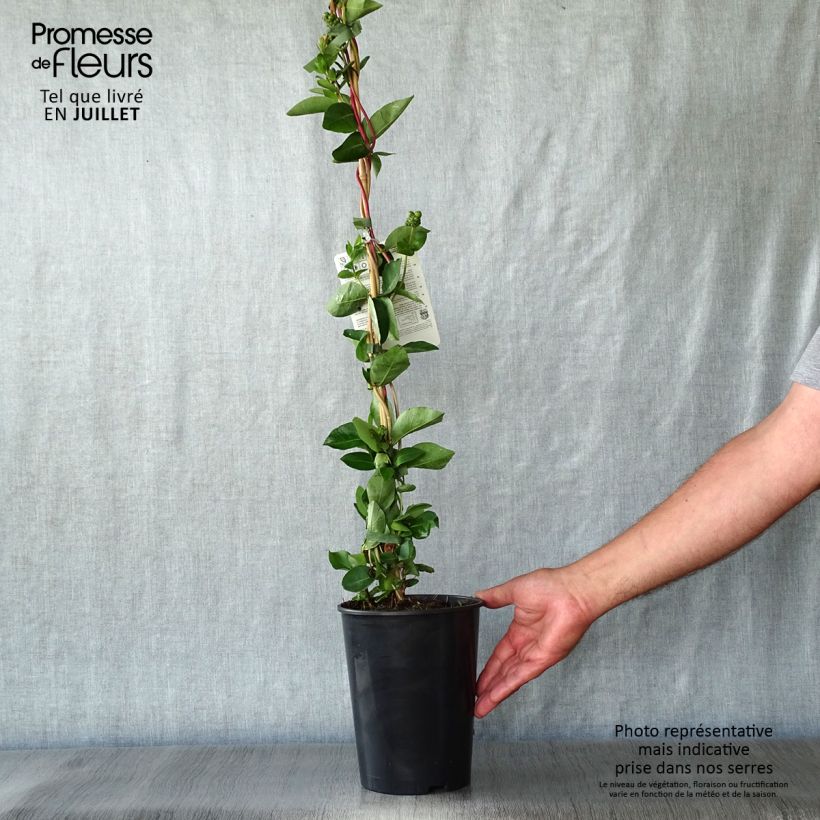 Exemplaar van Lonicera periclymenum Scentsation - Wilde kamperfoelie Pot van 3 l/4 l zoals geleverd in de zomer