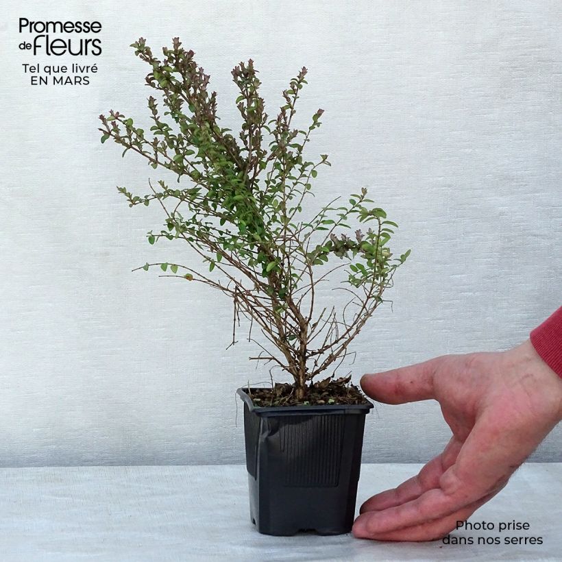 Exemplaar van Lonicera nitida Ernest Wilson - Chinese kamperfoelie Kweekpotje van 8/9 cm zoals geleverd in de lente