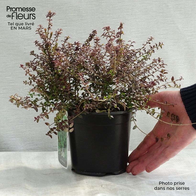 Exemplaar van Lonicera nitida Ernest Wilson - Chinese kamperfoelie Pot van 1 l/1,5 l zoals geleverd in de lente