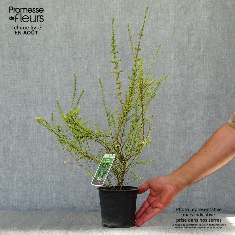 Exemplaar van Lonicera nitida Ernest Wilson - Chinese kamperfoelie Pot van 1 l/1,5 l zoals geleverd in de zomer