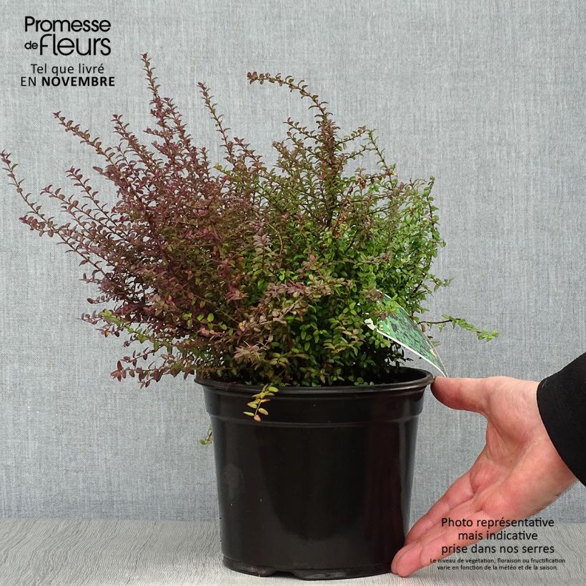 Exemplaar van Lonicera nitida Ernest Wilson - Chinese kamperfoelie Pot van 2 l/3 l zoals geleverd in de herfst