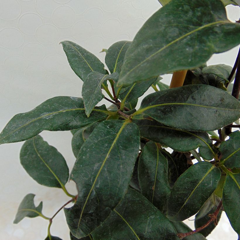 Lonicera henryi Copper Beauty - Henry-kamperfoelie (Blad)