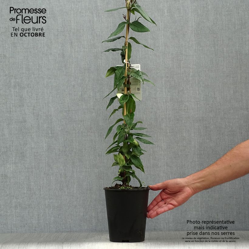 Exemplaar van Lonicera henryi Copper Beauty - Henry-kamperfoelie Pot van 2 l/3 l zoals geleverd in de herfst