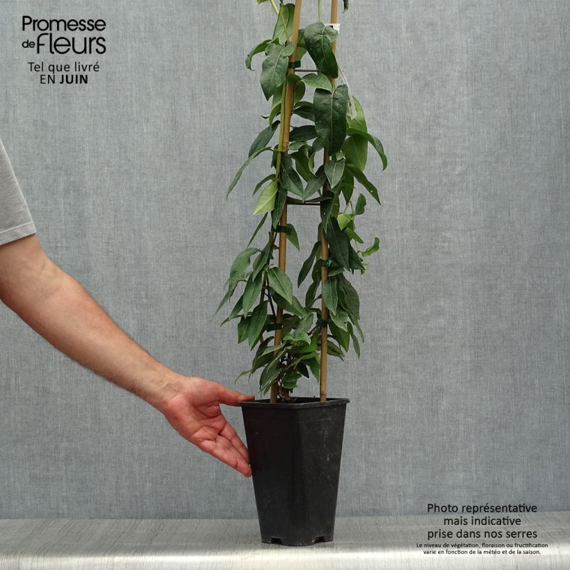 Exemplaar van Lonicera henryi Copper Beauty - Henry-kamperfoelie Pot van 2 l/3 l zoals geleverd in de zomer