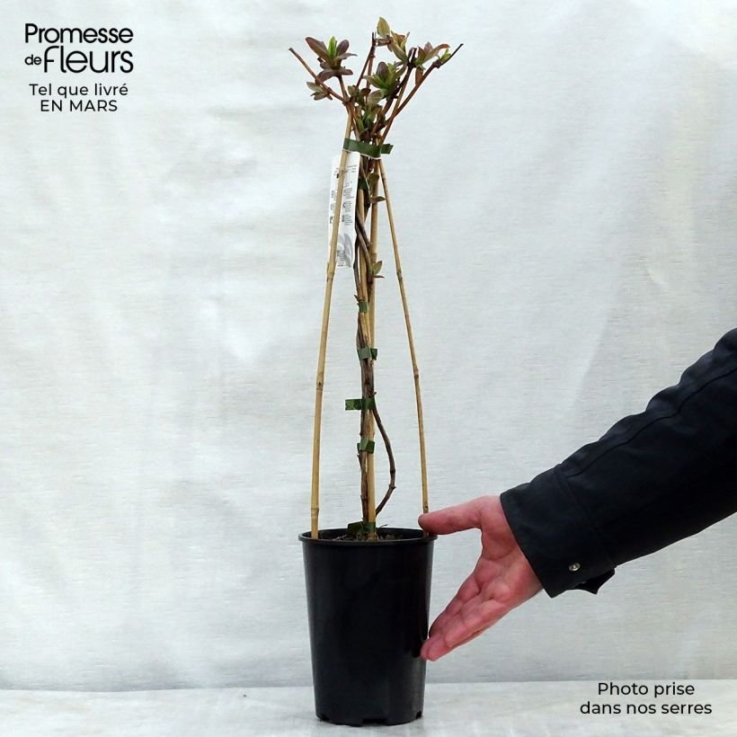 Exemplaar van Lonicera tellmaniana - Kamperfoelie Pot van 2 l/3 l zoals geleverd in de lente