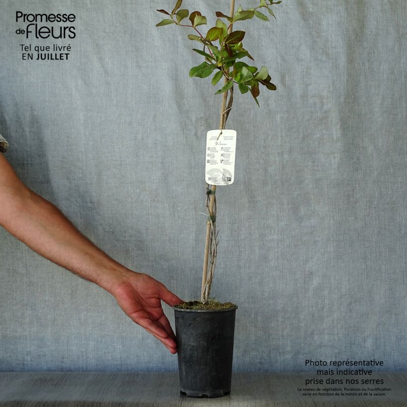 Exemplaar van Lonicera tellmaniana - Kamperfoelie Pot van 2 l/3 l zoals geleverd in de zomer