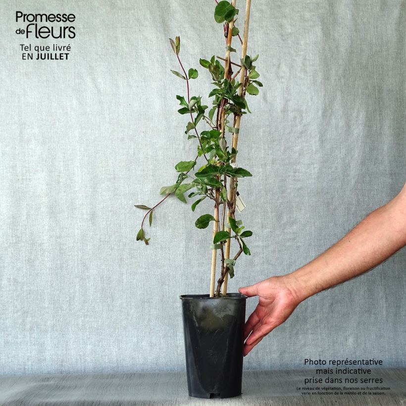 Exemplaar van Lonicera periclymenum Serotina - Wilde kamperfoelie Pot van 2 l/3 l zoals geleverd in de zomer