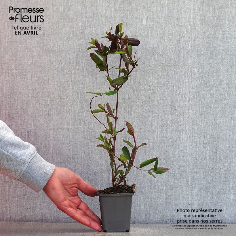 Exemplaar van Lonicera japonica Dart's Acumen - Japanse kamperfoelie Kweekpotje van 8/9 cm zoals geleverd in de lente