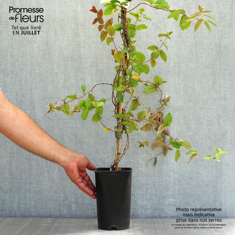 Exemplaar van Lonicera japonica Sinensis - Japanse kamperfoelie Pot van 2 l/3 l zoals geleverd in de zomer
