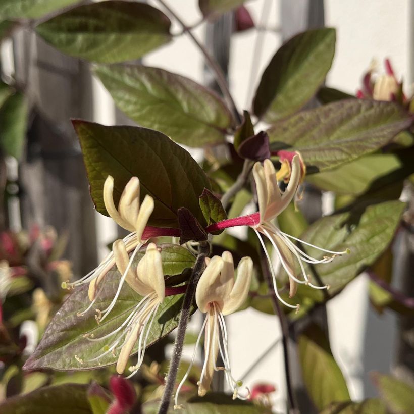 Lonicera japonica Sinensis - Japanse kamperfoelie (Bloei)