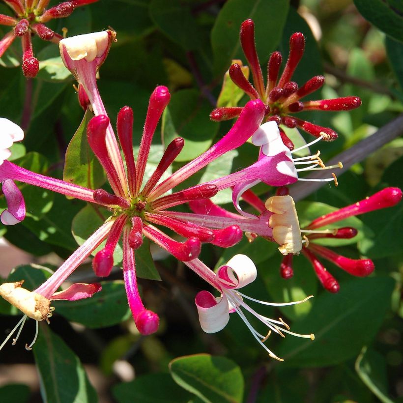 Lonicera japonica Red World - Japanse kamperfoelie (Bloei)