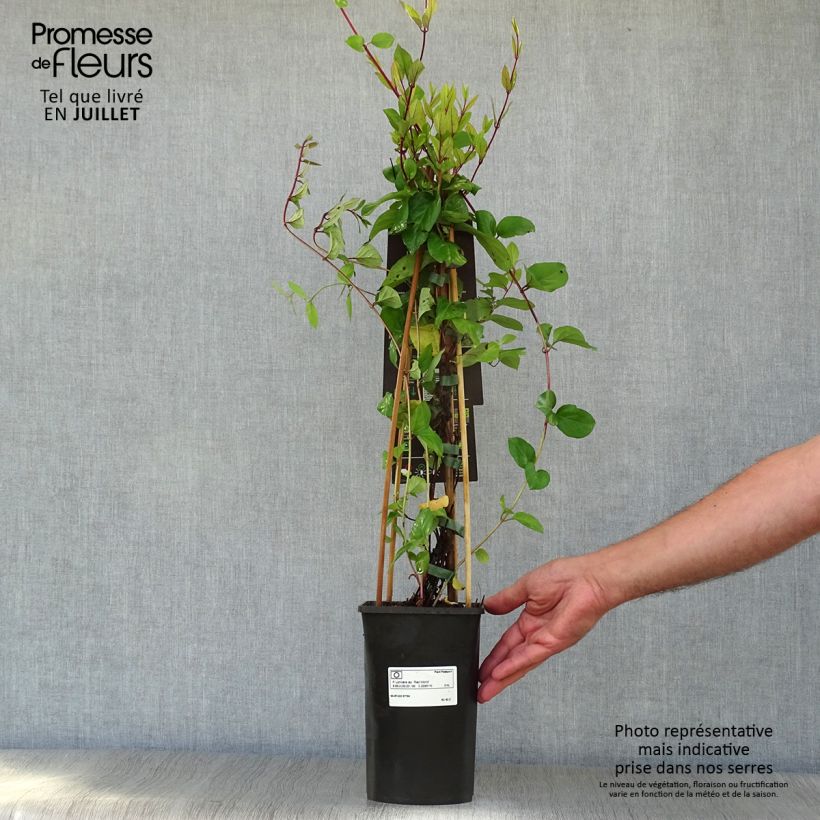 Exemplaar van Lonicera japonica Red World - Japanse kamperfoelie Pot van 2 l/3 l zoals geleverd in de zomer
