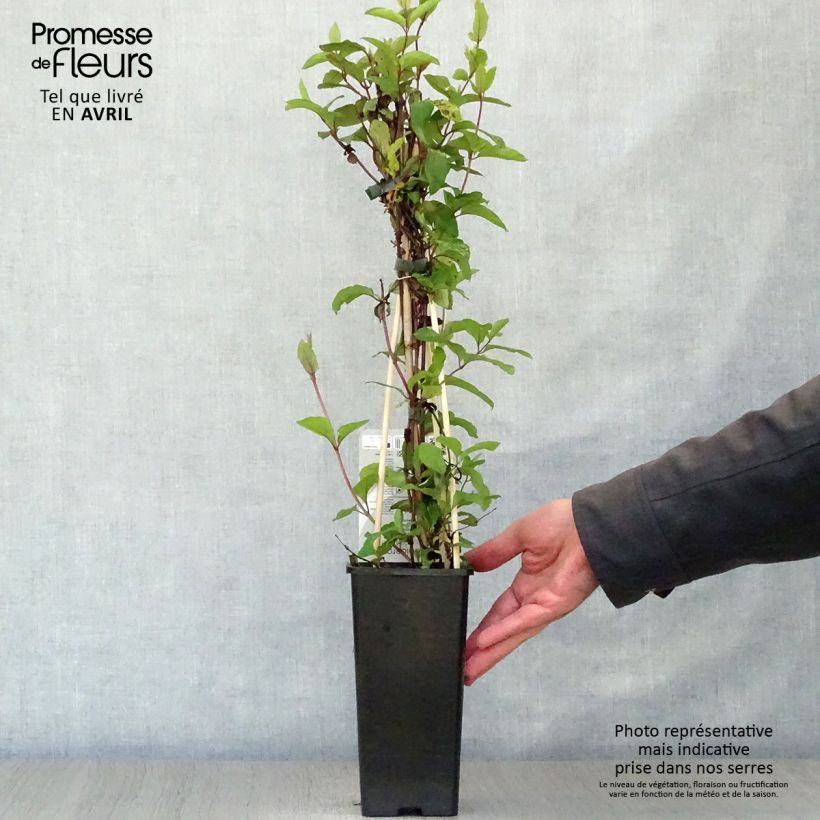 Exemplaar van Lonicera japonica Red World - Japanse kamperfoelie Pot van 2 l/3 l zoals geleverd in de lente