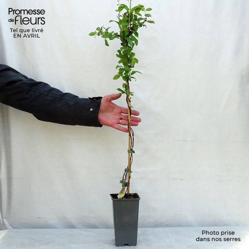Exemplaar van Lonicera japonica Hall's Prolific - Japanse kamperfoelie Pot van 2 l/3 l zoals geleverd in de lente
