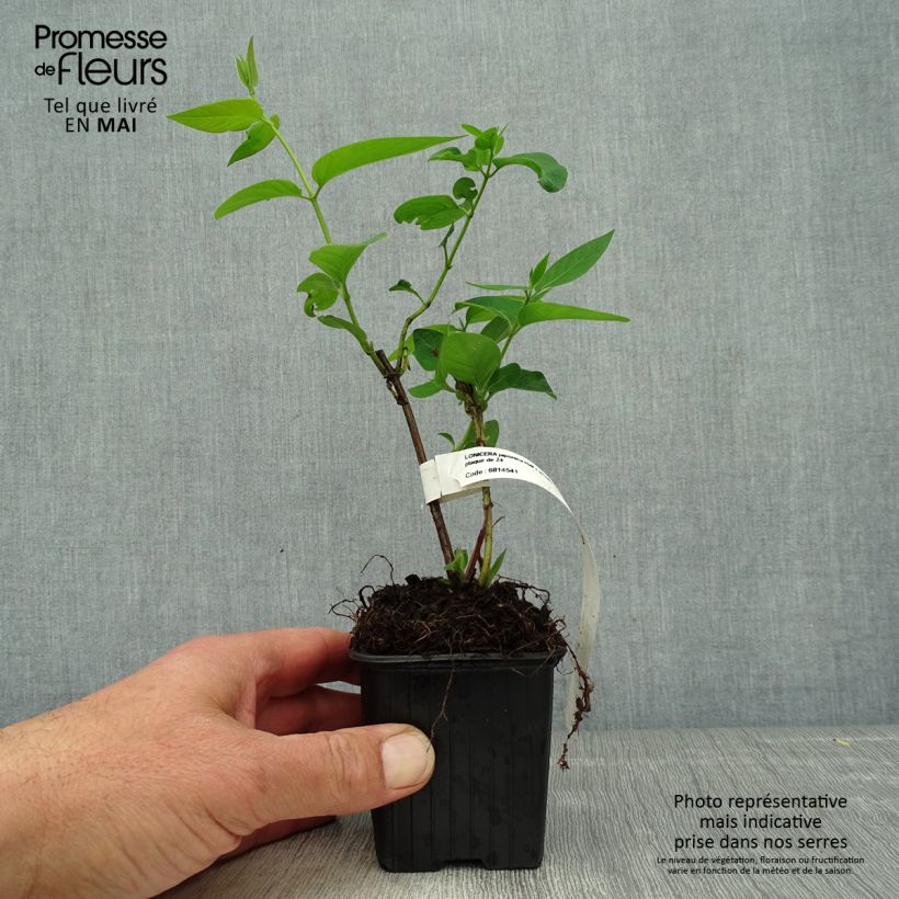 Exemplaar van Lonicera japonica Hall's Prolific - Japanse kamperfoelie Kweekpotje van 8/9 cm zoals geleverd in de lente