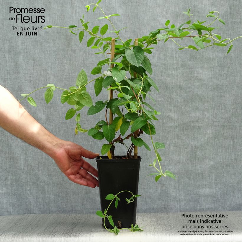 Exemplaar van Lonicera japonica Hall's Prolific - Japanse kamperfoelie Pot van 2 l/3 l zoals geleverd in de zomer