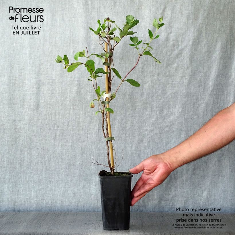 Exemplaar van Lonicera brownii Dropmore Scarlet - Kamperfoelie Pot van 1 l/1,5 l zoals geleverd in de zomer