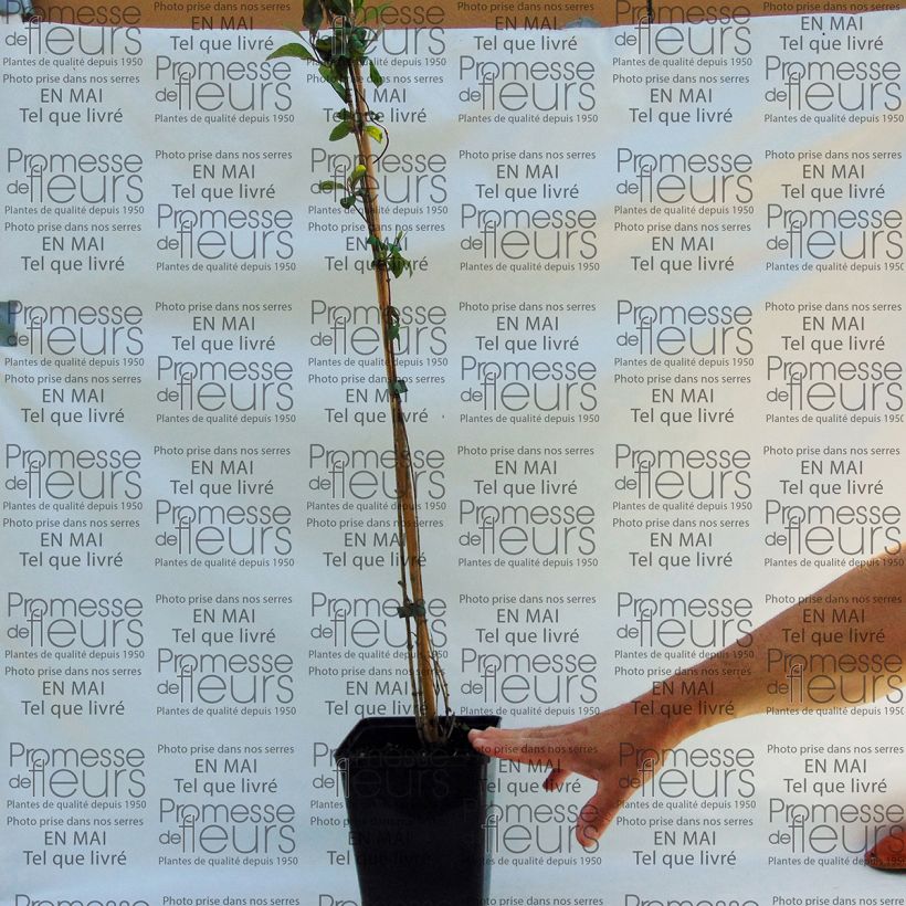 Voorbeeld van een exemplaar van Lonicera periclymenum Fragrant Cloud - Wilde kamperfoelie Pot van 3 l/4 l zoals geleverd