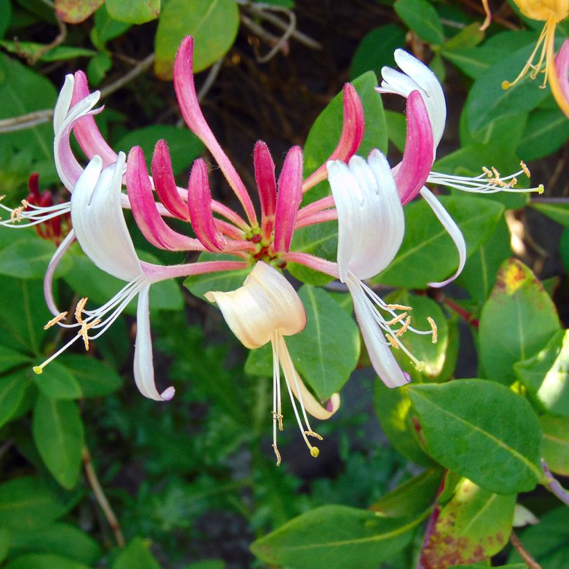 Lonicera Gold Flame - Kamperfoelie (Bloei)