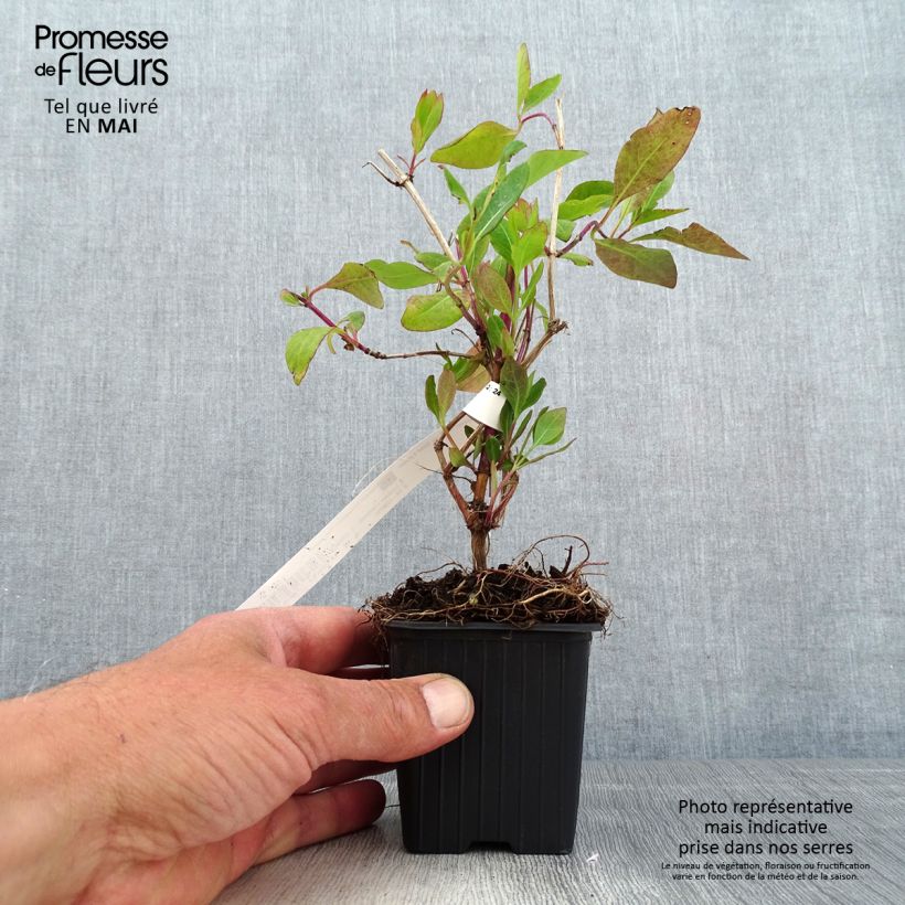 Exemplaar van Lonicera Gold Flame - Kamperfoelie Kweekpotje van 8/9 cm zoals geleverd in de lente