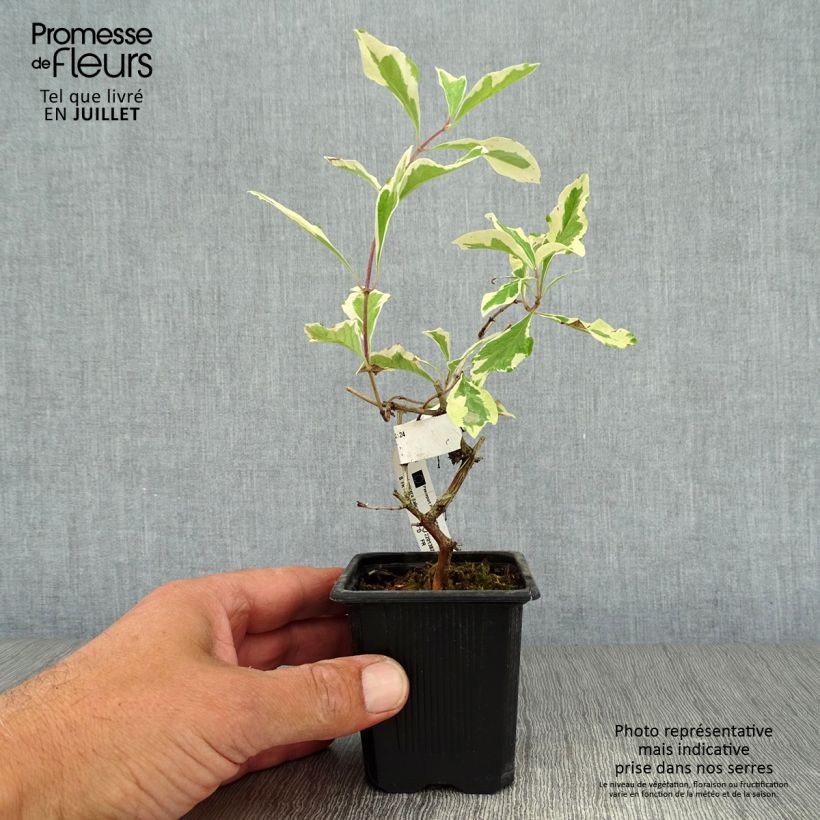 Exemplaar van Lonicera italica Harlequin - Bonte kamperfoelie Kweekpotje van 8/9 cm zoals geleverd in de zomer