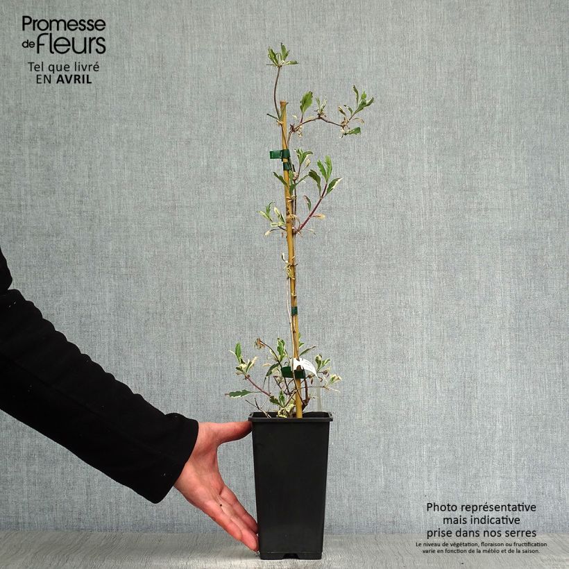 Exemplaar van Lonicera italica Harlequin - Bonte kamperfoelie Pot van 1,5 l/2 l zoals geleverd in de lente