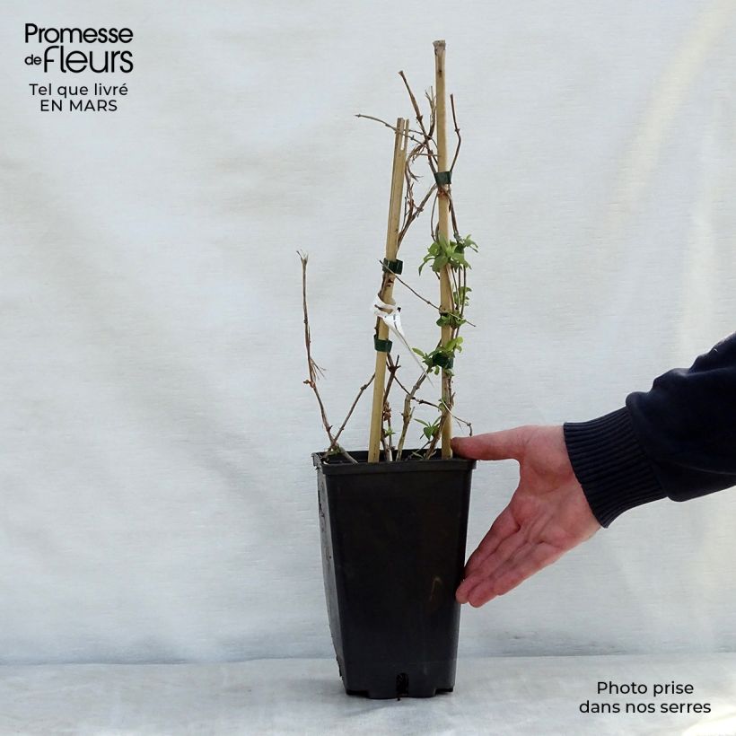 Exemplaar van Lonicera brownii Golden Trumpet - Kamperfoelie Pot van 2 l/3 l zoals geleverd in de lente