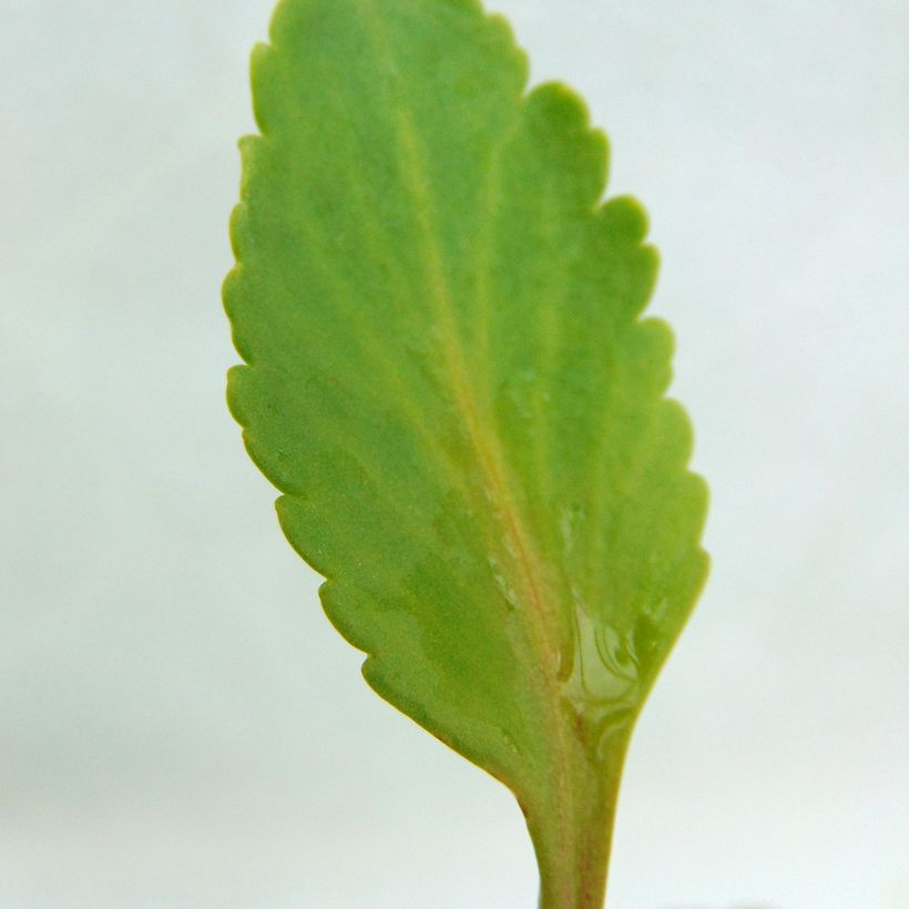 Chiastophyllum oppositifolium - Goudkorrel (Blad)