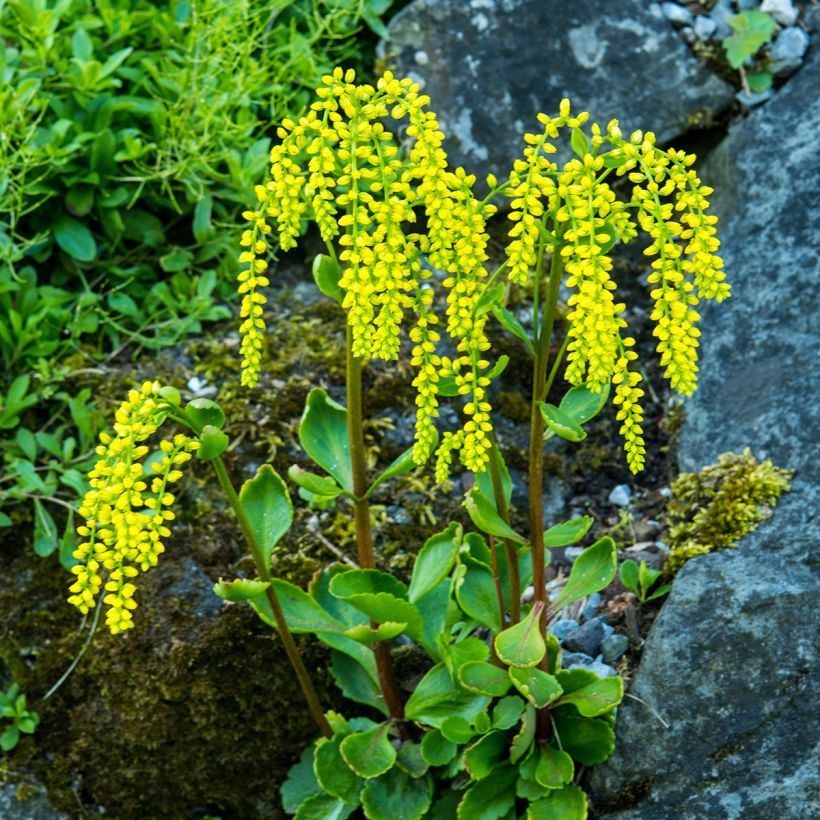 Chiastophyllum oppositifolium - Goudkorrel (Groeiplaats)