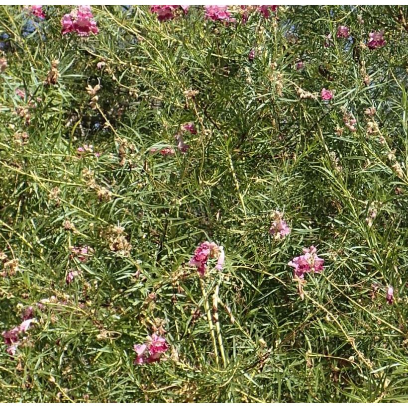 Chilopsis linearis - Woestijnwilg (Blad)