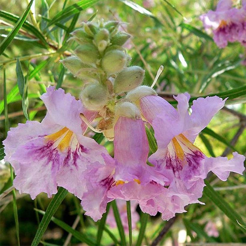 Chilopsis linearis - Woestijnwilg (Bloei)