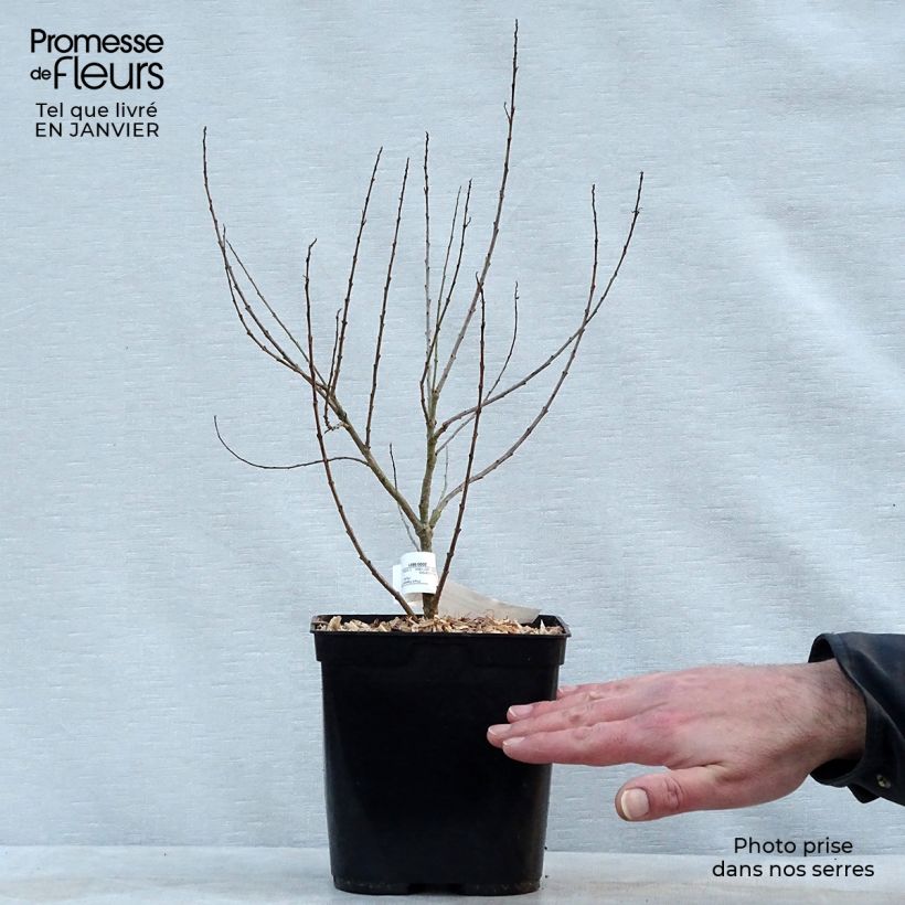 Exemplaar van Chilopsis linearis - Woestijnwilg Pot van 3 l/4 l zoals geleverd in de winter