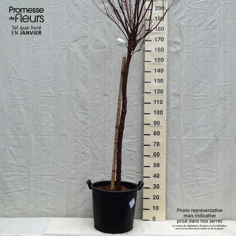 Example of Chilopsis linearis Burgundy - Woestijnwilg Pot de 30L/35L, Stengel as you get in hiver