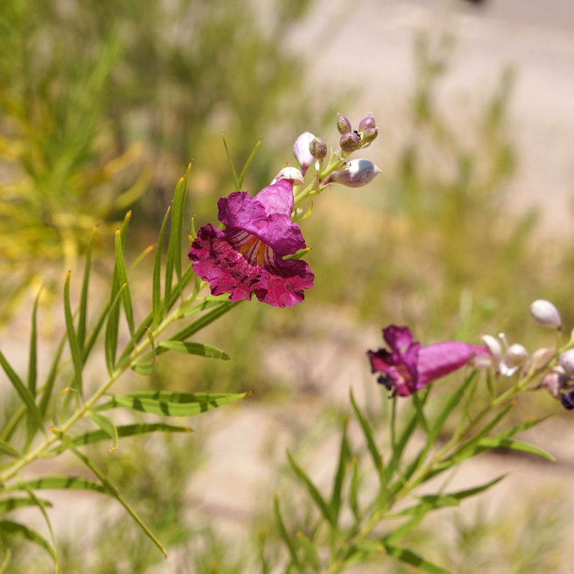 Chilopsis linearis Burgundy - Woestijnwilg (Bloei)