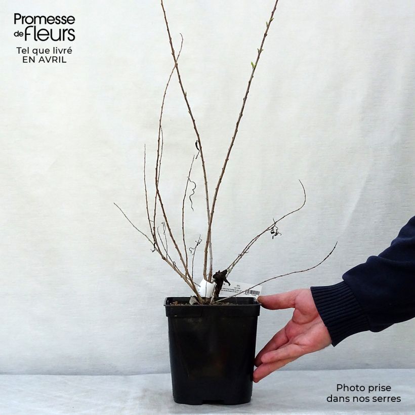 Exemplaar van Chilopsis linearis - Woestijnwilg Pot van 3 l/4 l zoals geleverd in de lente