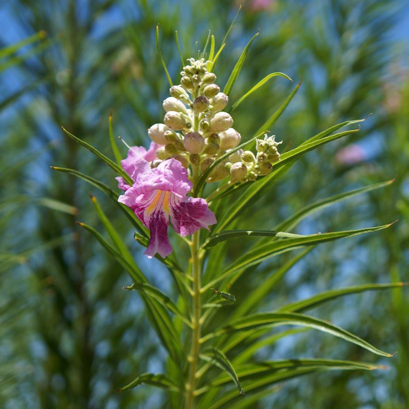 Chilopsis linearis - Woestijnwilg (Blad)