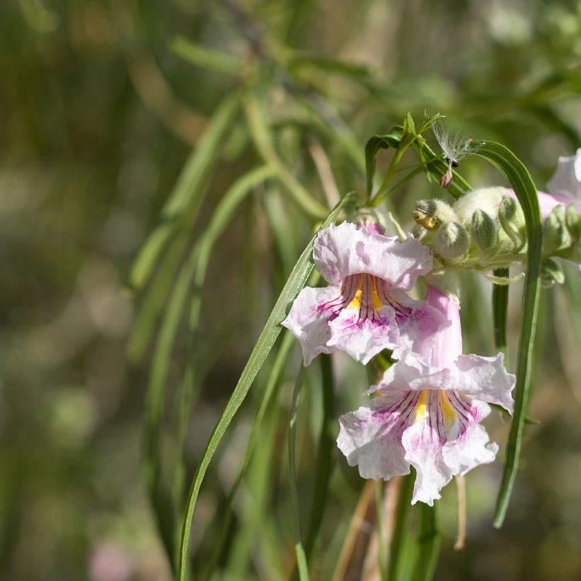 Chilopsis linearis - Woestijnwilg (Bloei)