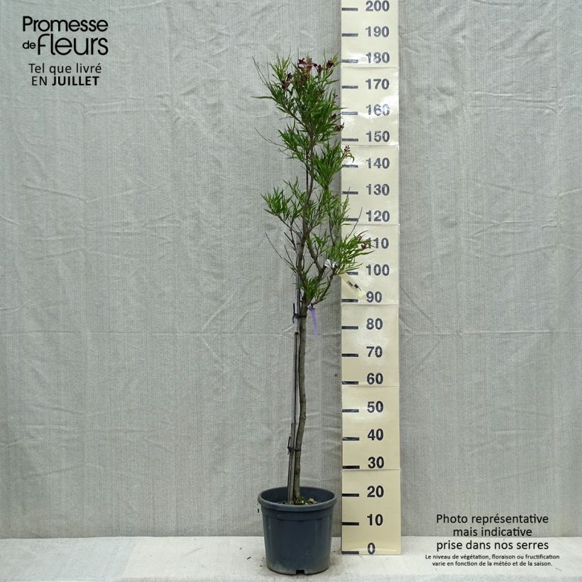 Exemplaar van Chilopsis linearis - Woestijnwilg Pot van 12 l/15 l zoals geleverd in de zomer