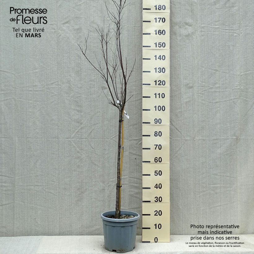 Exemplaar van Chilopsis linearis - Woestijnwilg Pot van 12 l/15 l zoals geleverd in de lente