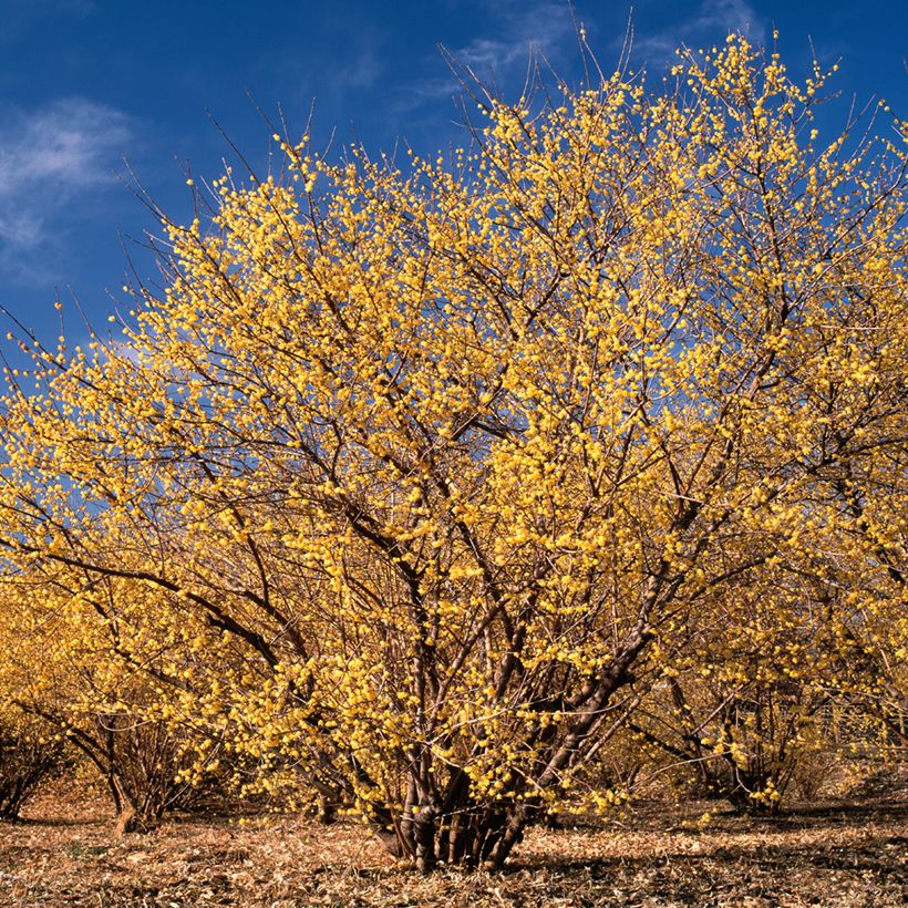 Chimonanthus praecox - Meloenboompje (Groeiplaats)