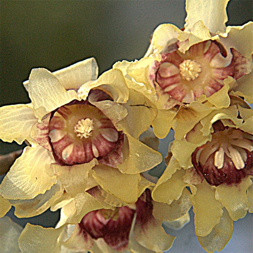Chimonanthus praecox Grandiflorus - Meloenboompje (Flowering)