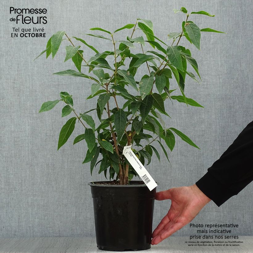 Exemplaar van Chimonanthus praecox Grandiflorus - Meloenboompje Pot van 4 l/5 l, Struik zoals geleverd in de herfst