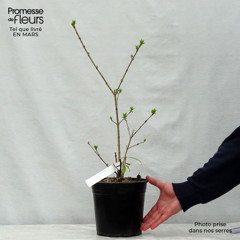 Example of Chimonanthus praecox Grandiflorus - Meloenboompje Pot van 4 l/5 l, Struik as you get in printemps