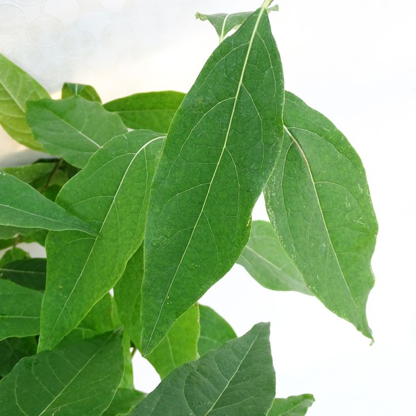 Chimonanthus praecox Grandiflorus - Meloenboompje (Foliage)