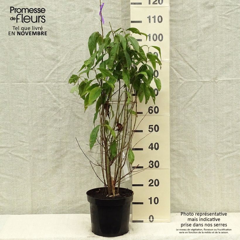 Exemplaar van Chimonanthus praecox - Meloenboompje Pot van 7,5 l/10 l zoals geleverd in de herfst