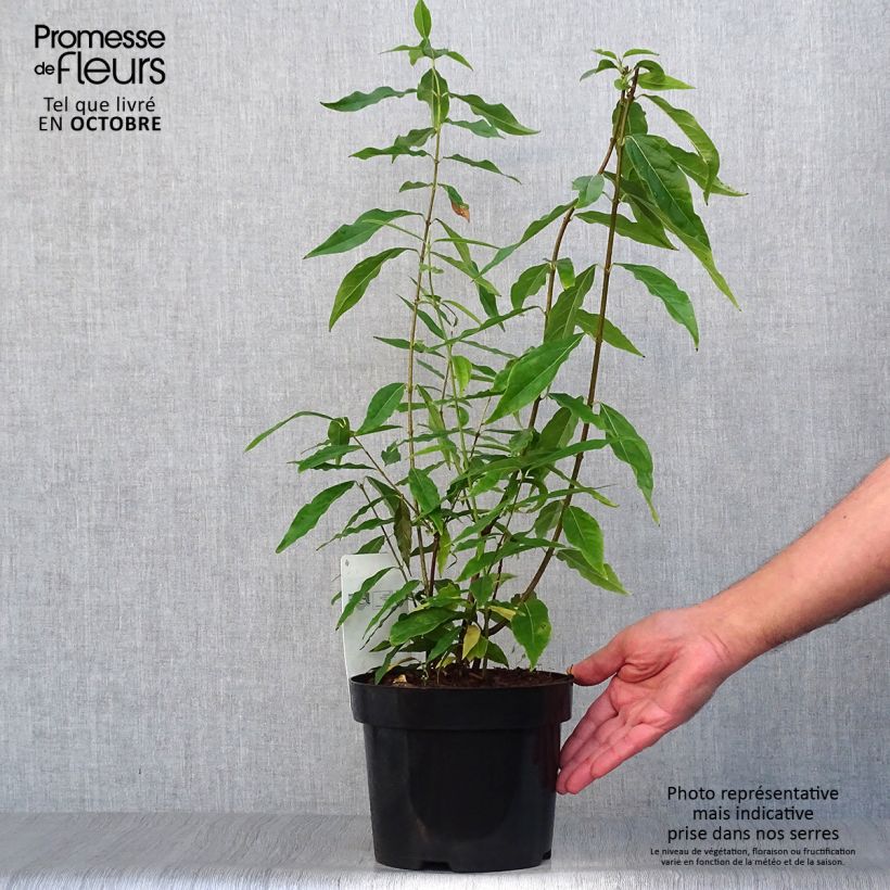 Exemplaar van Chimonanthus praecox - Meloenboompje Pot van 3 l/4 l zoals geleverd in de herfst
